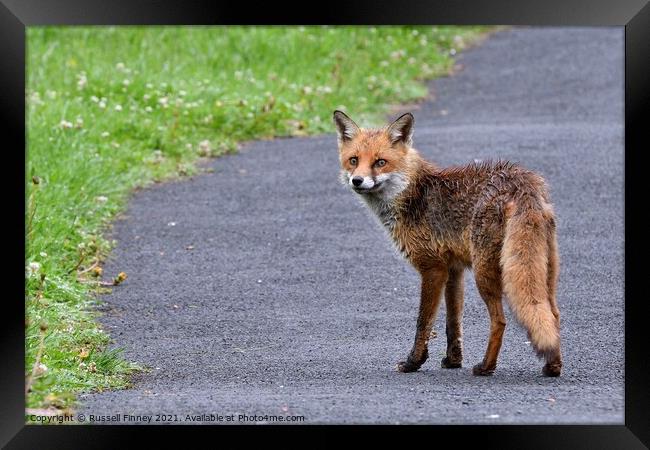 Red Fox (Vulpes Vulpes) walking on footpath-sidewalk Framed Print by Russell Finney