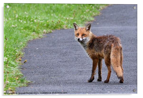 Red Fox (Vulpes Vulpes) walking on footpath-sidewalk Acrylic by Russell Finney