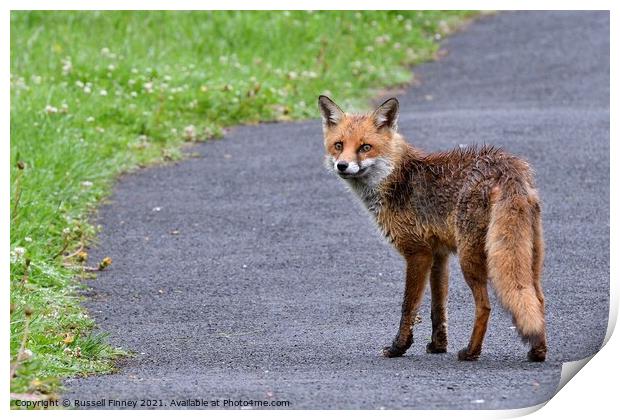 Red Fox (Vulpes Vulpes) walking on footpath-sidewalk Print by Russell Finney