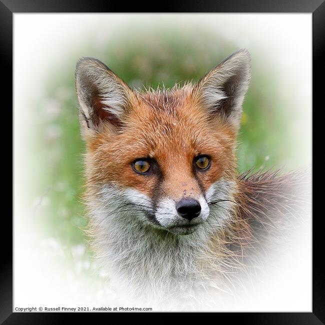 Red Fox (Vulpes Vulpes) close up  Framed Print by Russell Finney