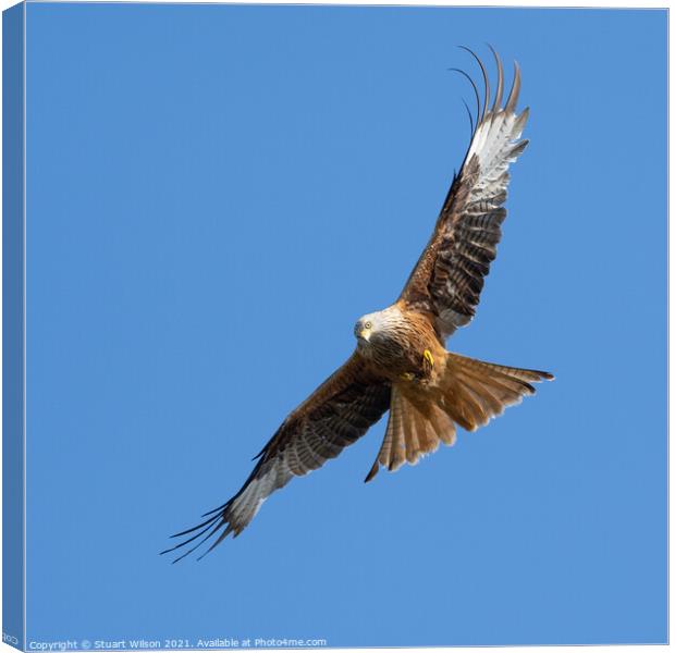 Red Kite Flying Towards me and Checking me out Canvas Print by Stuart Wilson