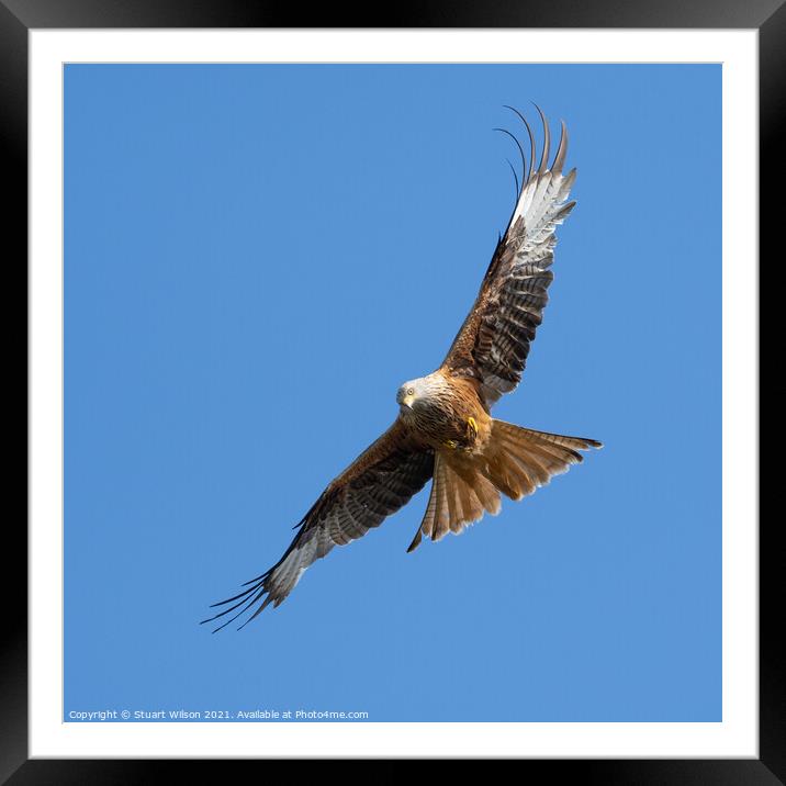 Red Kite Flying Towards me and Checking me out Framed Mounted Print by Stuart Wilson