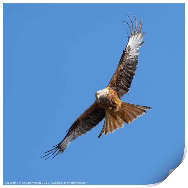 Red Kite Flying Towards me and Checking me out Print by Stuart Wilson