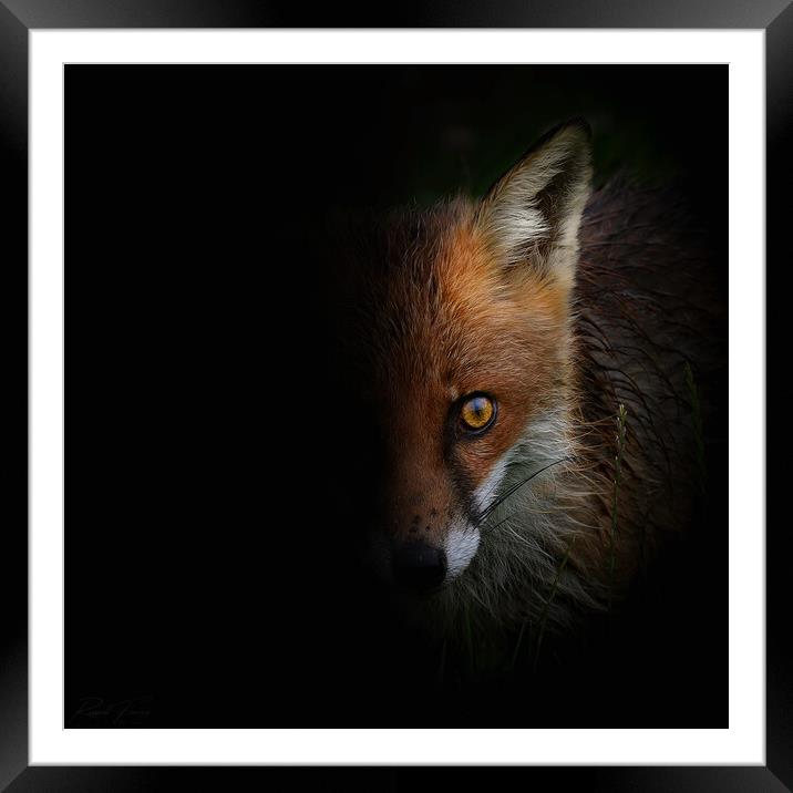 Red Fox (Vulpes Vulpes) close up  Framed Mounted Print by Russell Finney
