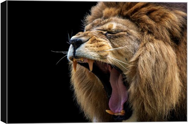 Barbary Lion Roaring Canvas Print by Fiona Etkin