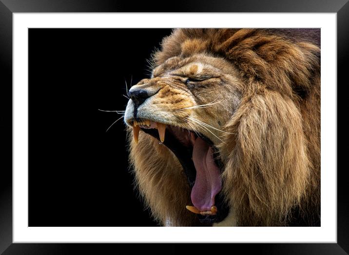 Barbary Lion Roaring Framed Mounted Print by Fiona Etkin