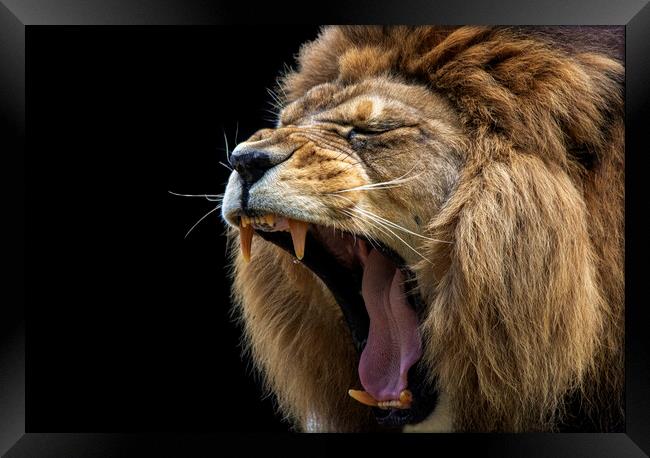 Barbary Lion Roaring Framed Print by Fiona Etkin