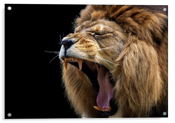 Barbary Lion Roaring Acrylic by Fiona Etkin