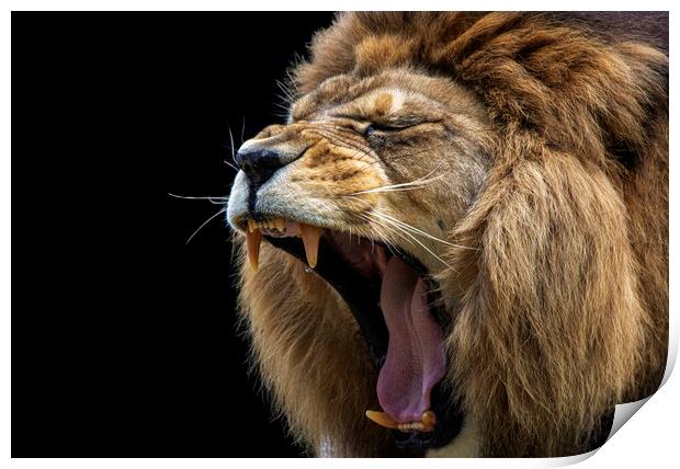 Barbary Lion Roaring Print by Fiona Etkin