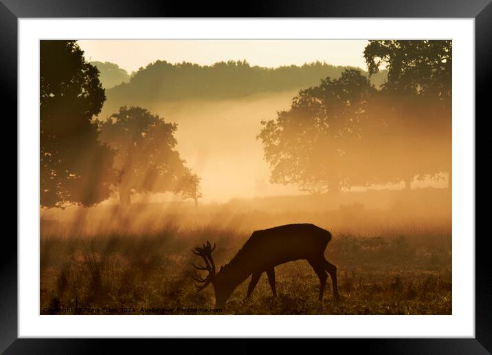 Stag in Golden Mist  Framed Mounted Print by Fiona Etkin
