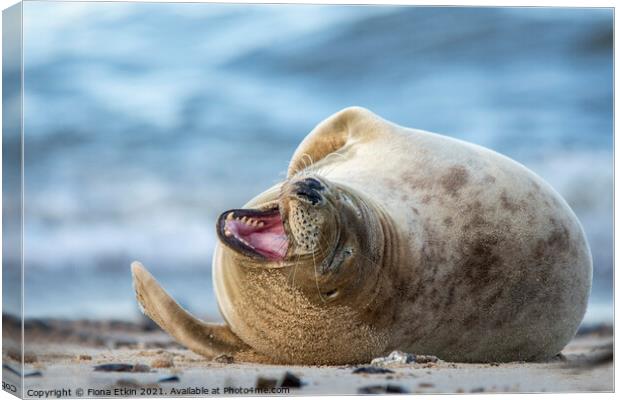 Grey Seal Smiling Canvas Print by Fiona Etkin