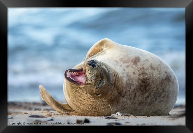 Grey Seal Smiling Framed Print by Fiona Etkin