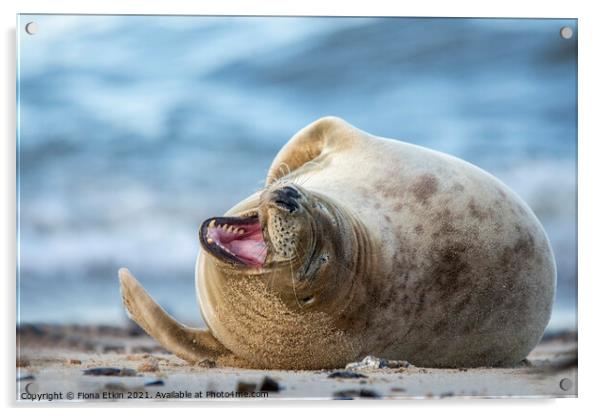 Grey Seal Smiling Acrylic by Fiona Etkin