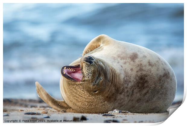 Grey Seal Smiling Print by Fiona Etkin
