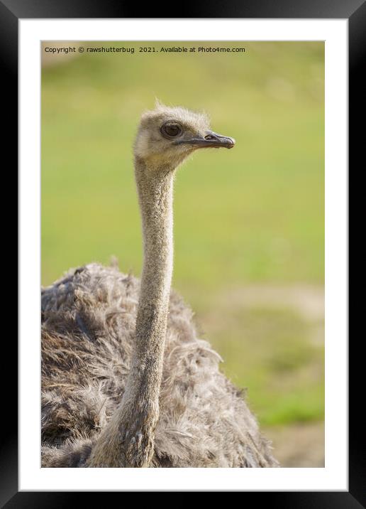 Emu Framed Mounted Print by rawshutterbug 