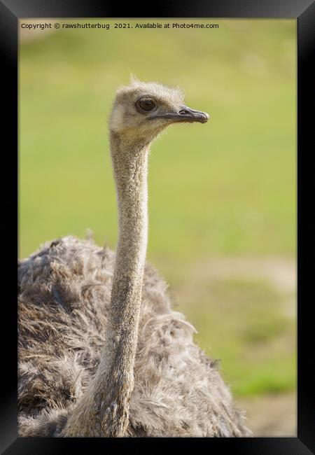 Emu Framed Print by rawshutterbug 
