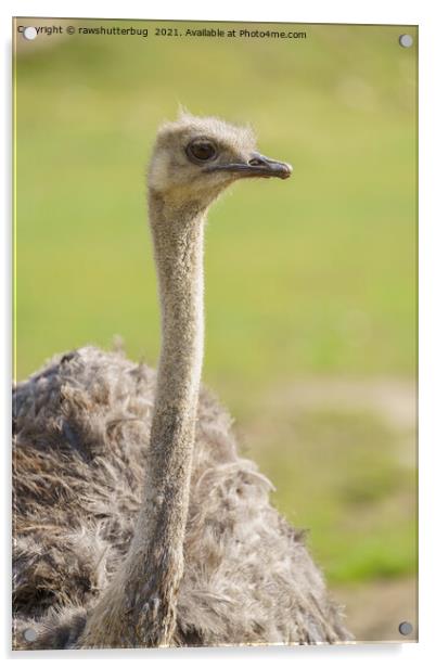 Emu Acrylic by rawshutterbug 