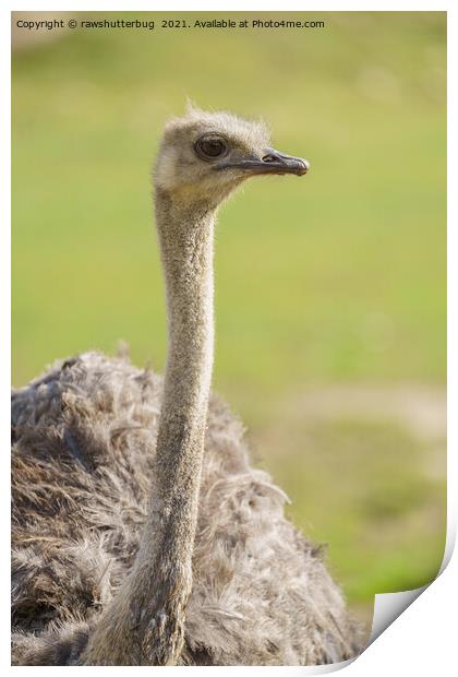 Emu Print by rawshutterbug 