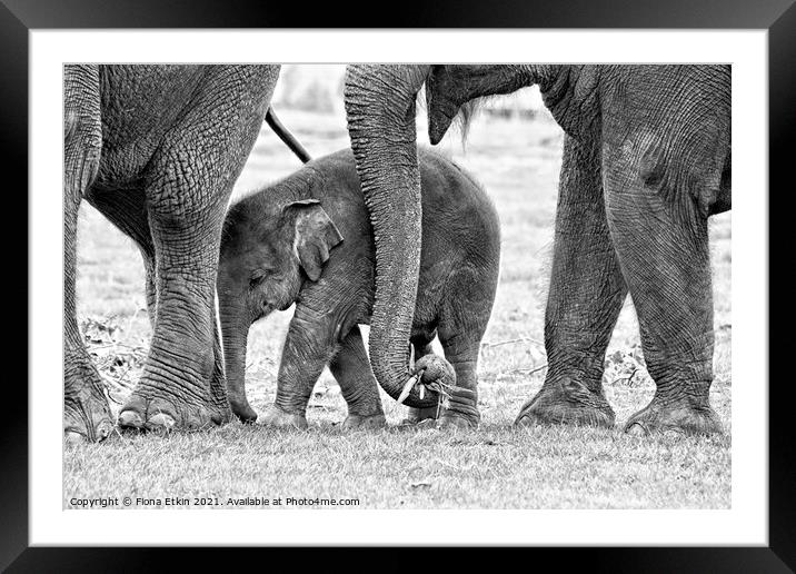 Elephant in the Middle Framed Mounted Print by Fiona Etkin