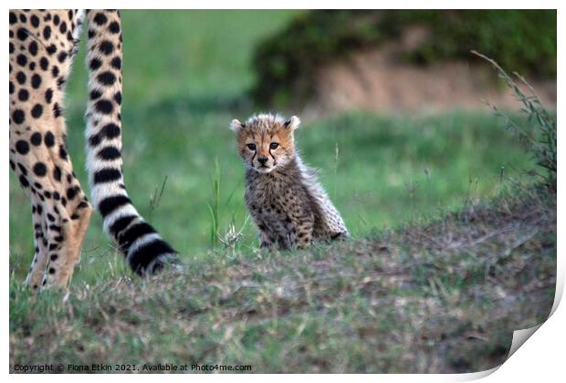 Siligi's cub Print by Fiona Etkin