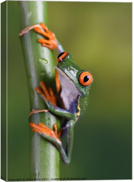 A close-up of a Tree frog Canvas Print by Fiona Etkin