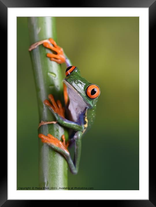 A close-up of a Tree frog Framed Mounted Print by Fiona Etkin