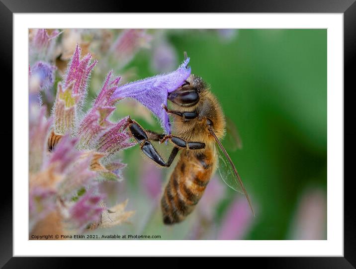 Honey Bee pollinating a flower Framed Mounted Print by Fiona Etkin