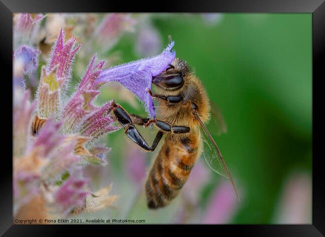 Honey Bee pollinating a flower Framed Print by Fiona Etkin
