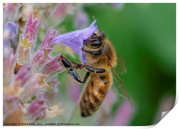 Honey Bee pollinating a flower Print by Fiona Etkin