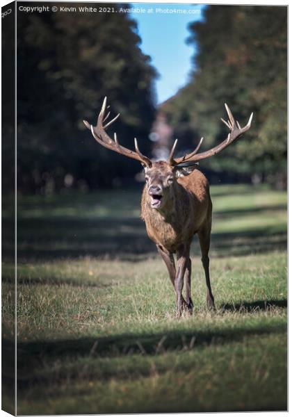 Rutting deer Canvas Print by Kevin White