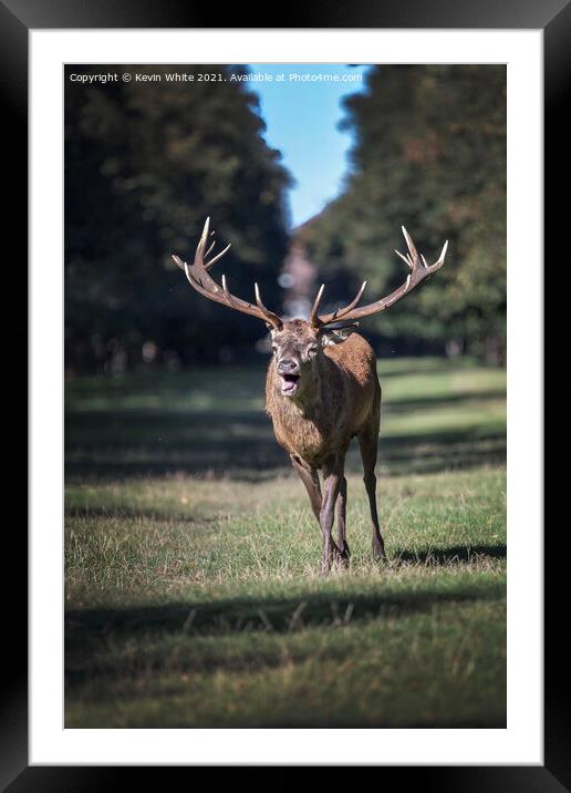 Rutting deer Framed Mounted Print by Kevin White