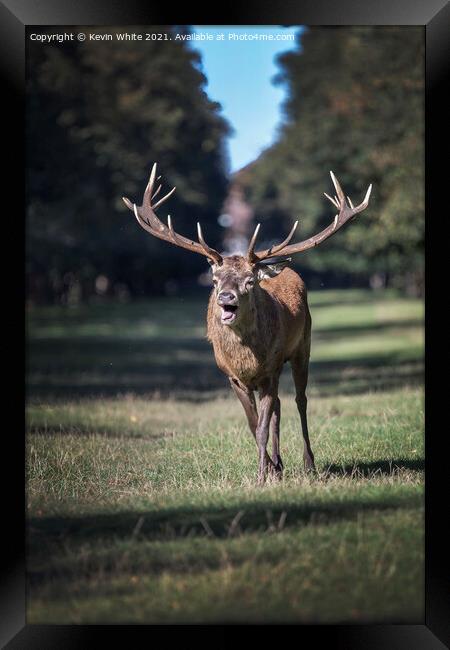 Rutting deer Framed Print by Kevin White