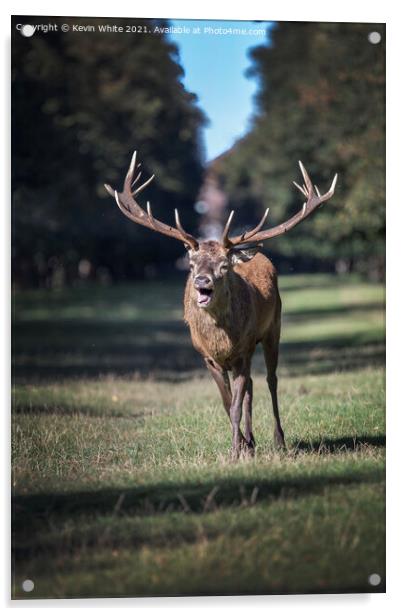 Rutting deer Acrylic by Kevin White