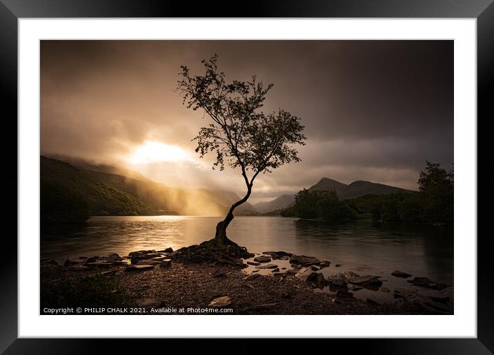 Lone tree Sunrise 602 Framed Mounted Print by PHILIP CHALK