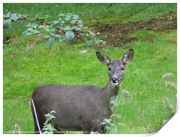 Deer  Print by Rachel Goodfellow