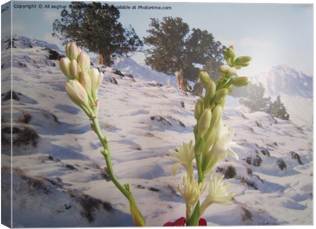 Gladiolus in winter, Canvas Print by Ali asghar Mazinanian