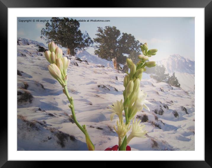 Gladiolus in winter, Framed Mounted Print by Ali asghar Mazinanian