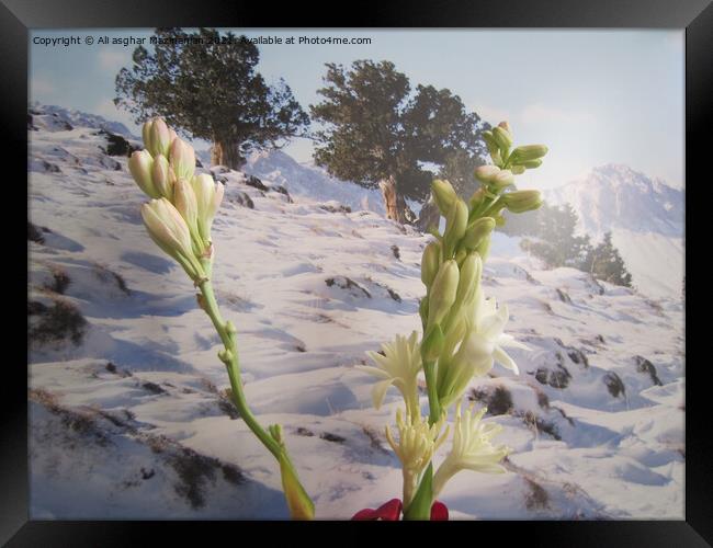 Gladiolus in winter, Framed Print by Ali asghar Mazinanian