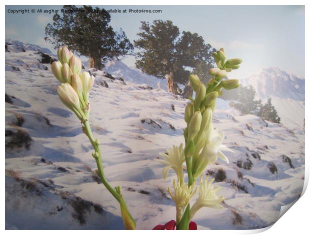 Gladiolus in winter, Print by Ali asghar Mazinanian