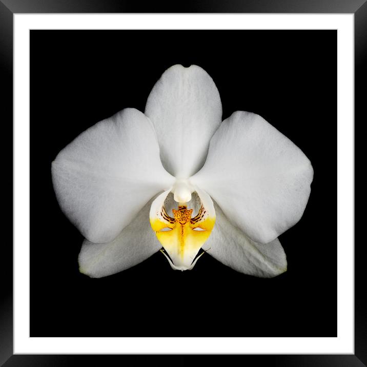 Orchid flower Framed Mounted Print by Martin Williams