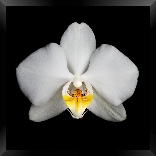 Orchid flower Framed Print by Martin Williams