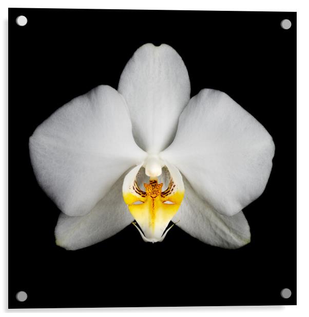 Orchid flower Acrylic by Martin Williams