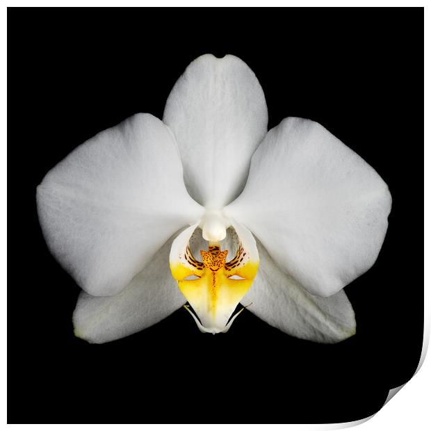 Orchid flower Print by Martin Williams