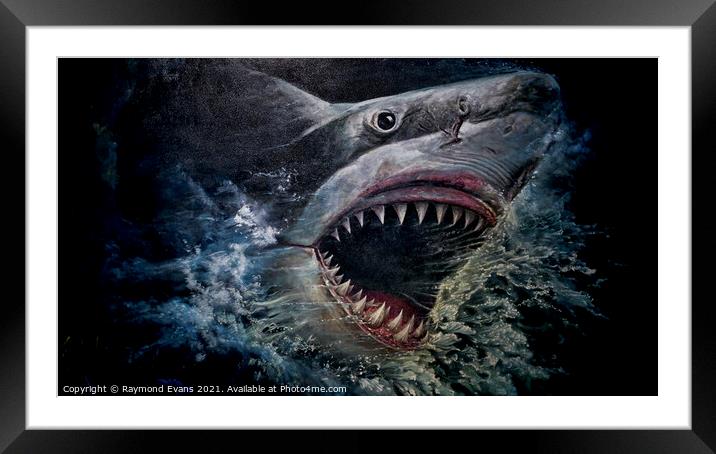 Great White shark Framed Mounted Print by Raymond Evans