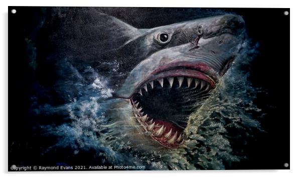 Great White shark Acrylic by Raymond Evans