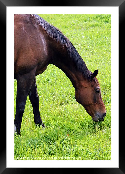 Horse Grazing, Perth, Scotland Framed Mounted Print by Alex Byrne