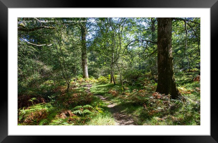 Enchanting Autumn Path in The New Forest Framed Mounted Print by Derek Daniel