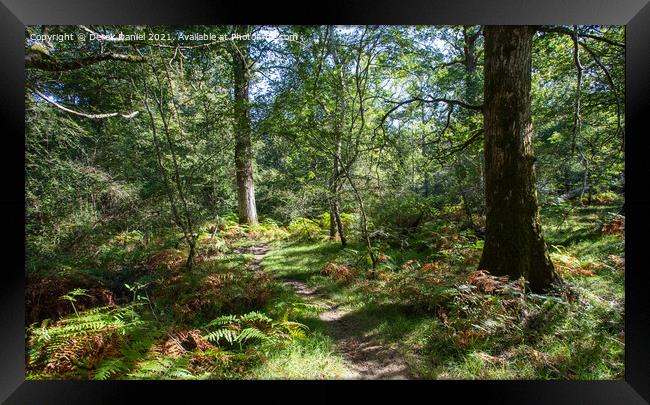 Enchanting Autumn Path in The New Forest Framed Print by Derek Daniel