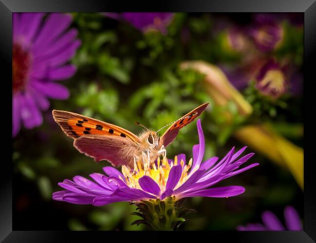 Small Copper Butterfly Framed Print by Colin Allen