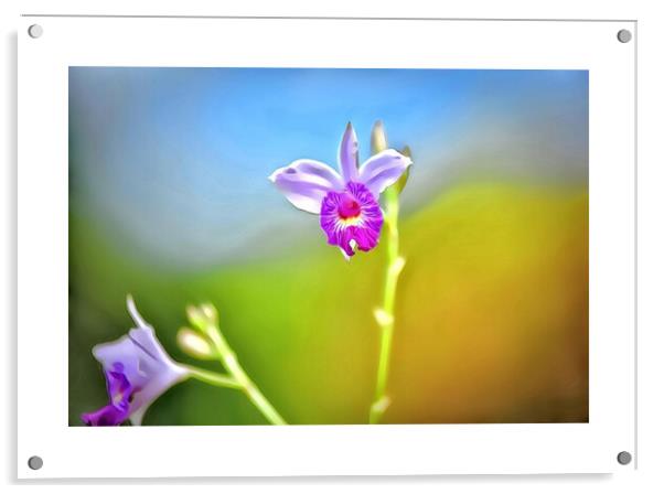 Wild flower Acrylic by Rachid Karroo